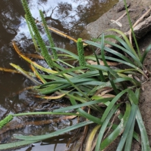 Cycnogeton procerum at Gundaroo, NSW - 12 Jan 2016 01:18 PM