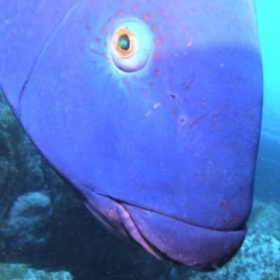 Achoerodus viridis (Eastern Blue Groper) at Merimbula, NSW - 7 Jan 2018 by rickcarey