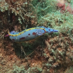 Hypselodoris bennetti (Hypselodoris bennetti) at Merimbula, NSW - 7 Jan 2018 by rickcarey