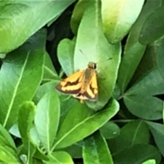 Ocybadistes walkeri (Green Grass-dart) at Calwell, ACT - 22 Jan 2018 by DonLimn