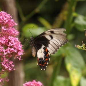 Papilio aegeus at Calwell, ACT - 22 Jan 2018