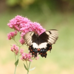 Papilio aegeus at Calwell, ACT - 22 Jan 2018 09:05 AM