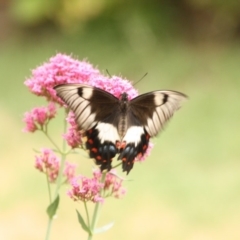 Papilio aegeus at Calwell, ACT - 22 Jan 2018