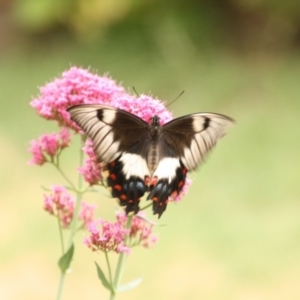 Papilio aegeus at Calwell, ACT - 22 Jan 2018 09:05 AM