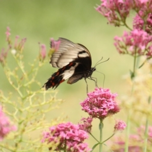 Papilio aegeus at Calwell, ACT - 22 Jan 2018