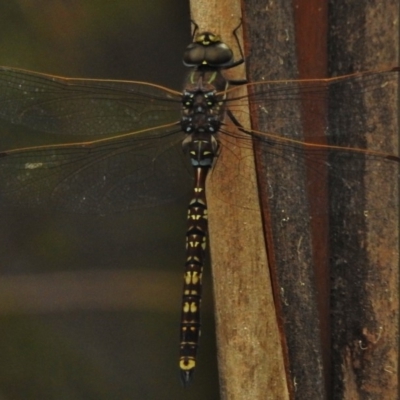 Adversaeschna brevistyla (Blue-spotted Hawker) at Paddys River, ACT - 22 Jan 2018 by JohnBundock