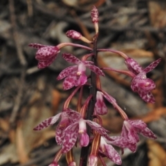 Dipodium punctatum (Blotched Hyacinth Orchid) at Tidbinbilla Nature Reserve - 22 Jan 2018 by JohnBundock