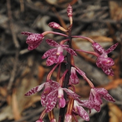 Dipodium punctatum (Blotched Hyacinth Orchid) at Paddys River, ACT - 22 Jan 2018 by JohnBundock