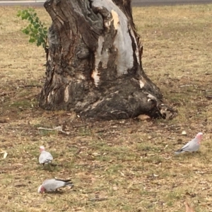 Eolophus roseicapilla at Ainslie, ACT - 22 Jan 2018