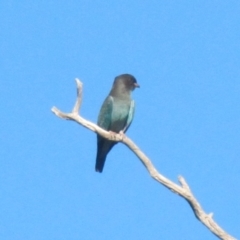 Eurystomus orientalis (Dollarbird) at Wolumla, NSW - 19 Jan 2018 by PatriciaDaly