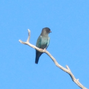 Eurystomus orientalis at Wolumla, NSW - 19 Jan 2018