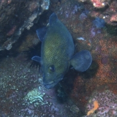 Acanthistius ocellatus (Eastern Wirrah) at Merimbula, NSW - 7 Mar 2015 by rickcarey