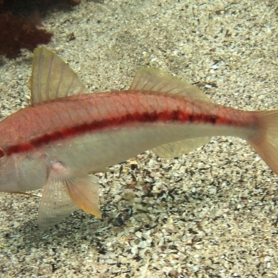 Upeneichthys vlamingii (Bluespotted Goatfish) at Merimbula, NSW - 8 Jan 2017 by rickcarey