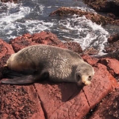 Arctocephalus pusillus doriferus (Australian Fur-seal) at Merimbula, NSW - 8 Sep 2015 by rickcarey