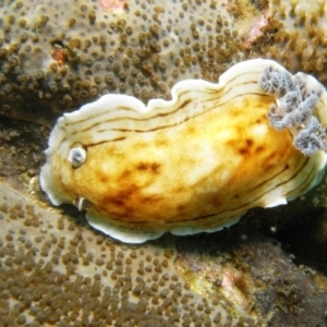 Aphelodoris varia at Merimbula, NSW - 13 Jan 2015