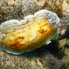 Aphelodoris varia at Merimbula, NSW - 13 Jan 2015 11:25 AM