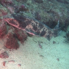 Cephaloscyllium laticeps (Draughtboard Shark) at Merimbula, NSW - 8 Sep 2015 by rickcarey