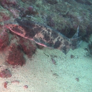 Cephaloscyllium laticeps at Merimbula, NSW - 8 Sep 2015