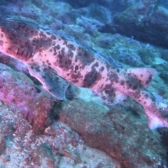 Cephaloscyllium laticeps at Merimbula, NSW - 8 Sep 2015