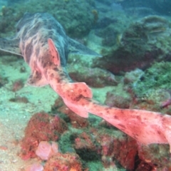 Cephaloscyllium laticeps at Merimbula, NSW - 8 Sep 2015