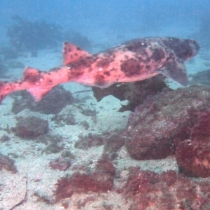 Cephaloscyllium laticeps at Merimbula, NSW - 8 Sep 2015