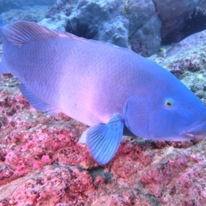 Achoerodus viridis at Merimbula, NSW - 8 Sep 2015