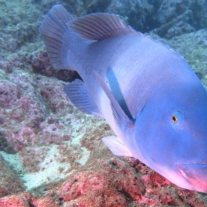 Achoerodus viridis at Merimbula, NSW - 8 Sep 2015