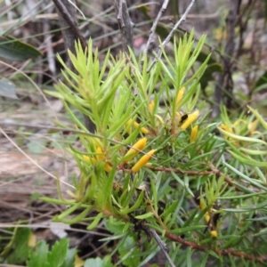 Persoonia chamaepeuce at Uriarra, NSW - 22 Jan 2018 09:10 AM