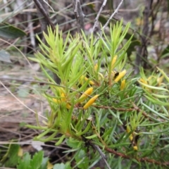 Persoonia chamaepeuce (Dwarf Geebung) at Uriarra, NSW - 21 Jan 2018 by Qwerty