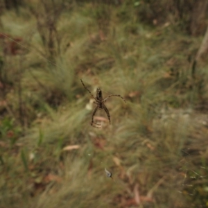 Plebs bradleyi at Uriarra, NSW - 22 Jan 2018