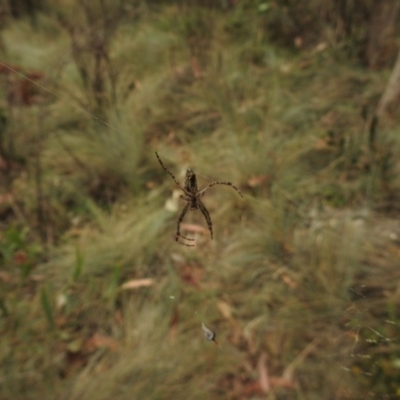 Plebs bradleyi (Enamelled spider) at Uriarra, NSW - 21 Jan 2018 by Qwerty