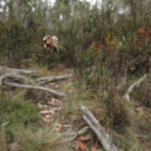 Plebs bradleyi at Uriarra, NSW - 22 Jan 2018 12:00 AM