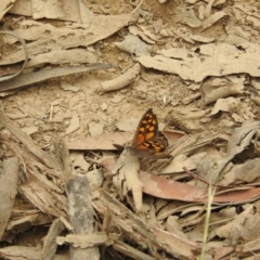 Geitoneura klugii (Marbled Xenica) at Cotter River, ACT - 22 Jan 2018 by Qwerty