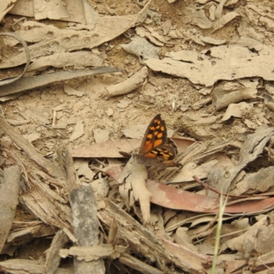 Geitoneura klugii (Marbled Xenica) at Bimberi Nature Reserve - 21 Jan 2018 by Qwerty