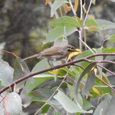Caligavis chrysops (Yellow-faced Honeyeater) at Cotter River, ACT - 21 Jan 2018 by Qwerty