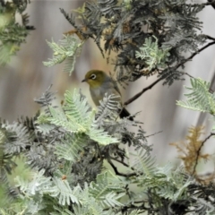 Zosterops lateralis (Silvereye) at Cotter River, ACT - 22 Jan 2018 by Qwerty