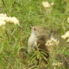 Acanthiza pusilla (Brown Thornbill) at Cotter River, ACT - 22 Jan 2018 by Qwerty