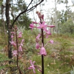 Dipodium roseum (Rosy Hyacinth Orchid) at Cotter River, ACT - 21 Jan 2018 by Qwerty
