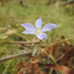 Wahlenbergia sp. (Bluebell) at Cotter River, ACT - 21 Jan 2018 by Qwerty