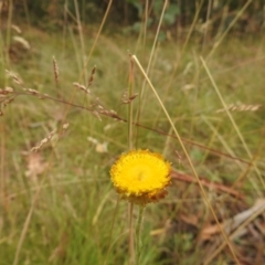 Coronidium monticola (Mountain Button Everlasting) at Cotter River, ACT - 21 Jan 2018 by Qwerty