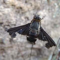 Balaana sp. (genus) (Bee Fly) at Conder, ACT - 30 Dec 2017 by michaelb
