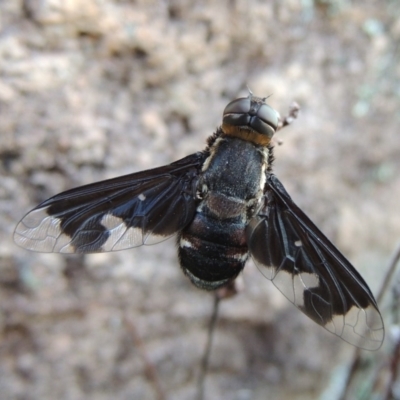 Balaana sp. (genus) (Bee Fly) at Rob Roy Range - 30 Dec 2017 by michaelb