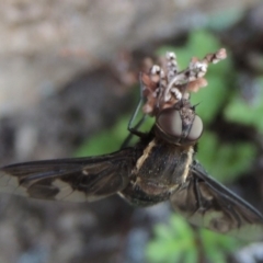 Balaana sp. (genus) at Conder, ACT - 30 Dec 2017 08:04 PM