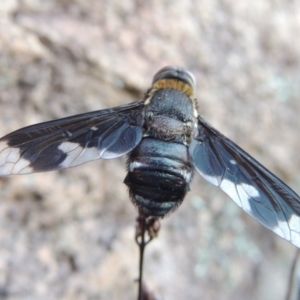 Balaana sp. (genus) at Conder, ACT - 30 Dec 2017