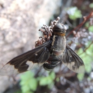 Balaana sp. (genus) at Conder, ACT - 30 Dec 2017