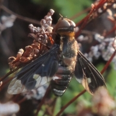 Balaana sp. (genus) at Conder, ACT - 30 Dec 2017 08:04 PM