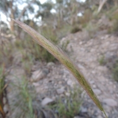 Dichelachne sp. at Rob Roy Range - 30 Dec 2017