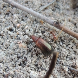 Metriolagria formicicola at Conder, ACT - 30 Dec 2017 08:59 PM