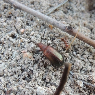 Metriolagria formicicola (Darkling beetle) at Conder, ACT - 30 Dec 2017 by michaelb