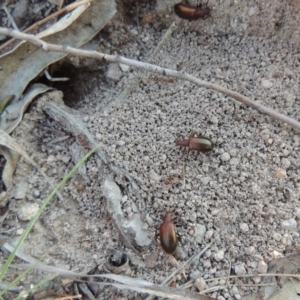 Metriolagria formicicola at Conder, ACT - 30 Dec 2017 08:59 PM